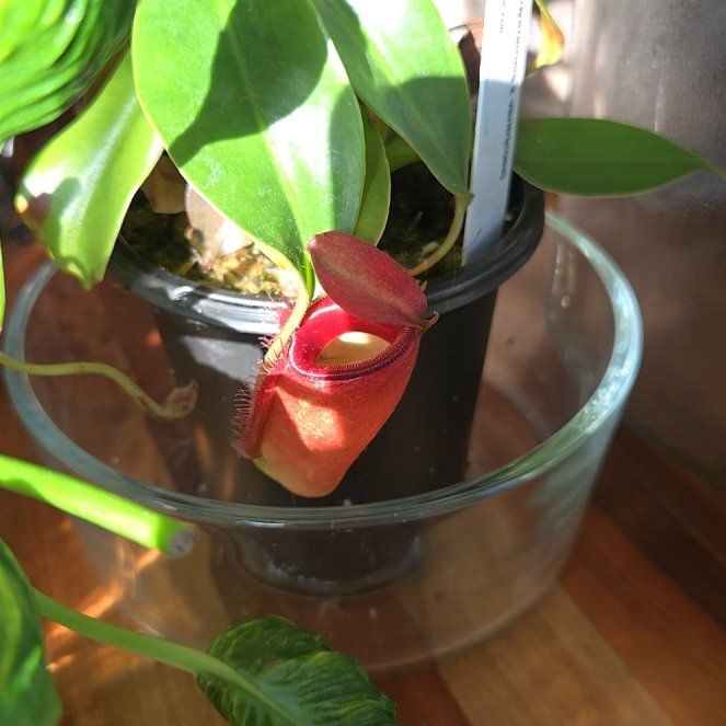 Photo of the plant species Nepenthes Lady Luck by @Polybotra named Didi 弟弟 on Greg, the plant care app