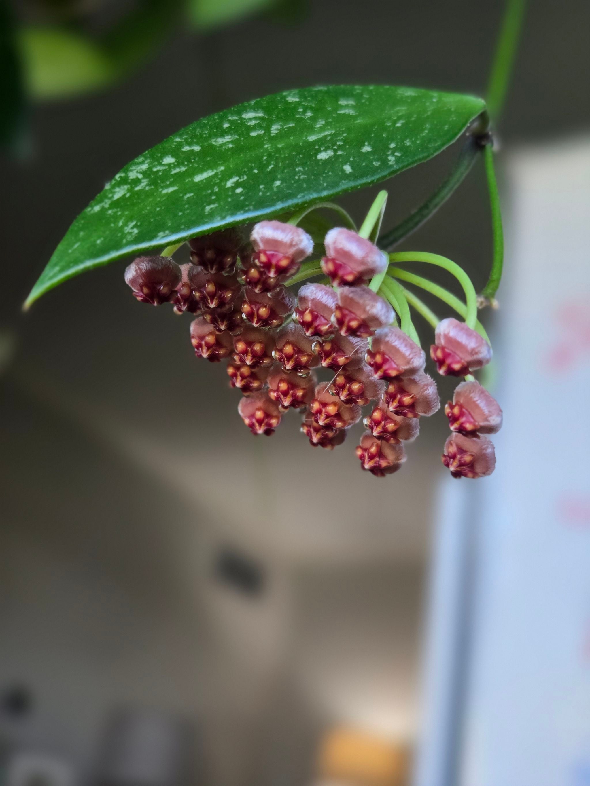 Hoya Amore Plant Care: Water, Light, Nutrients | Greg App 🌱