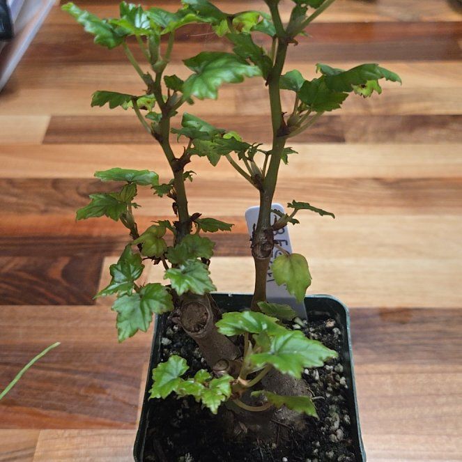Photo of the plant species maple leaf begonia by @Polybotra named Marley on Greg, the plant care app
