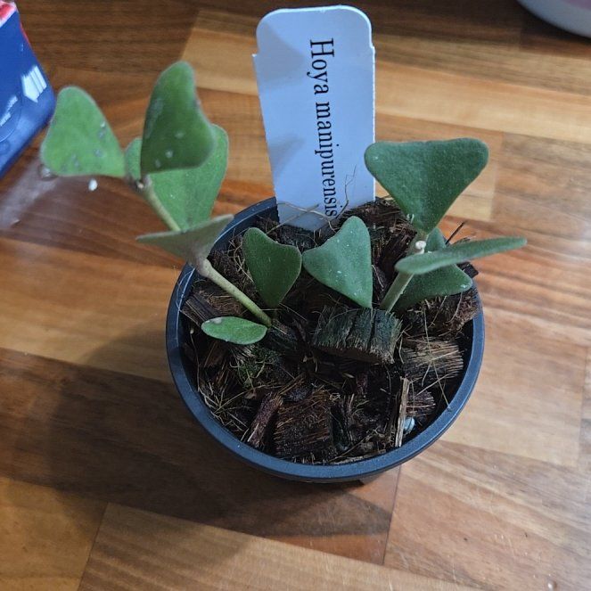 Photo of the plant species Hoya Manipurensis by @Polybotra named Xena on Greg, the plant care app