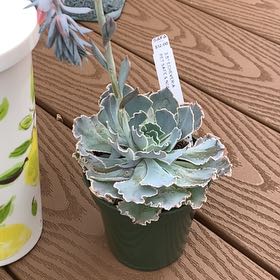 Photo of the plant species Echeveria 'Blue Frills' by @SucculentSlut named Delilah on Greg, the plant care app