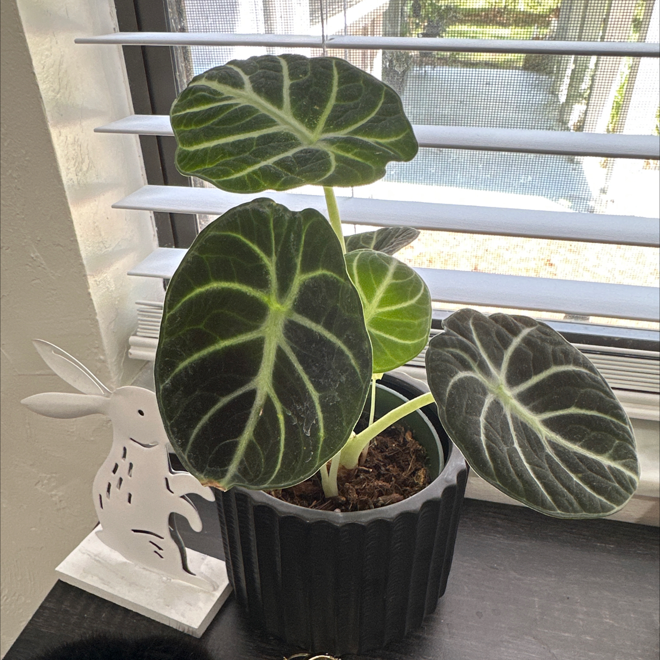 Potted Alocasia Ninja plant with dark green leaves and white veins on a windowsill.