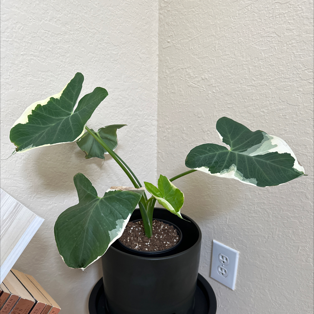 Potted Mickey Mouse Taro plant with large, variegated leaves in a well-lit corner.