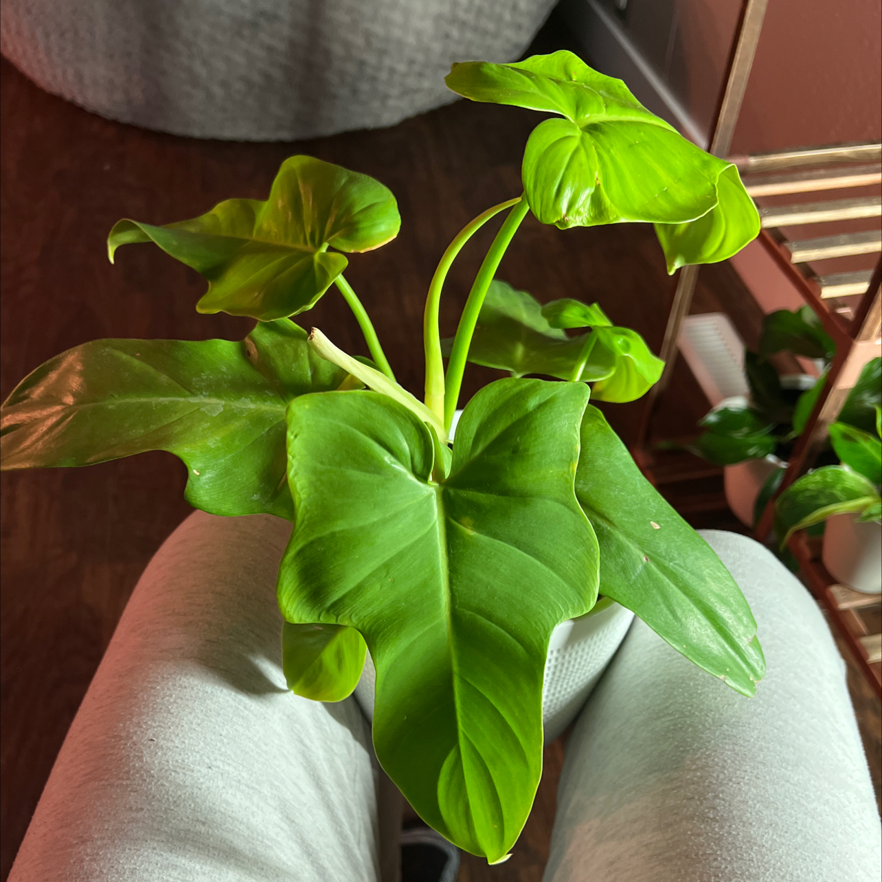Philodendron Gold Violin plant with vibrant green leaves, well-framed and healthy.