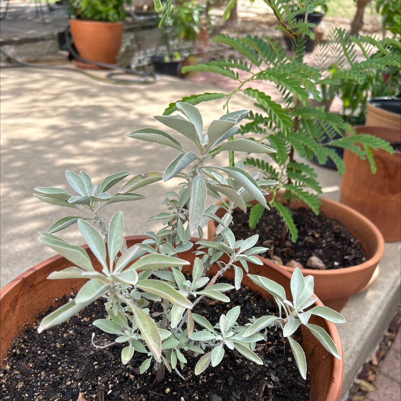 Potted White Sage plant with other potted plants in the background.
