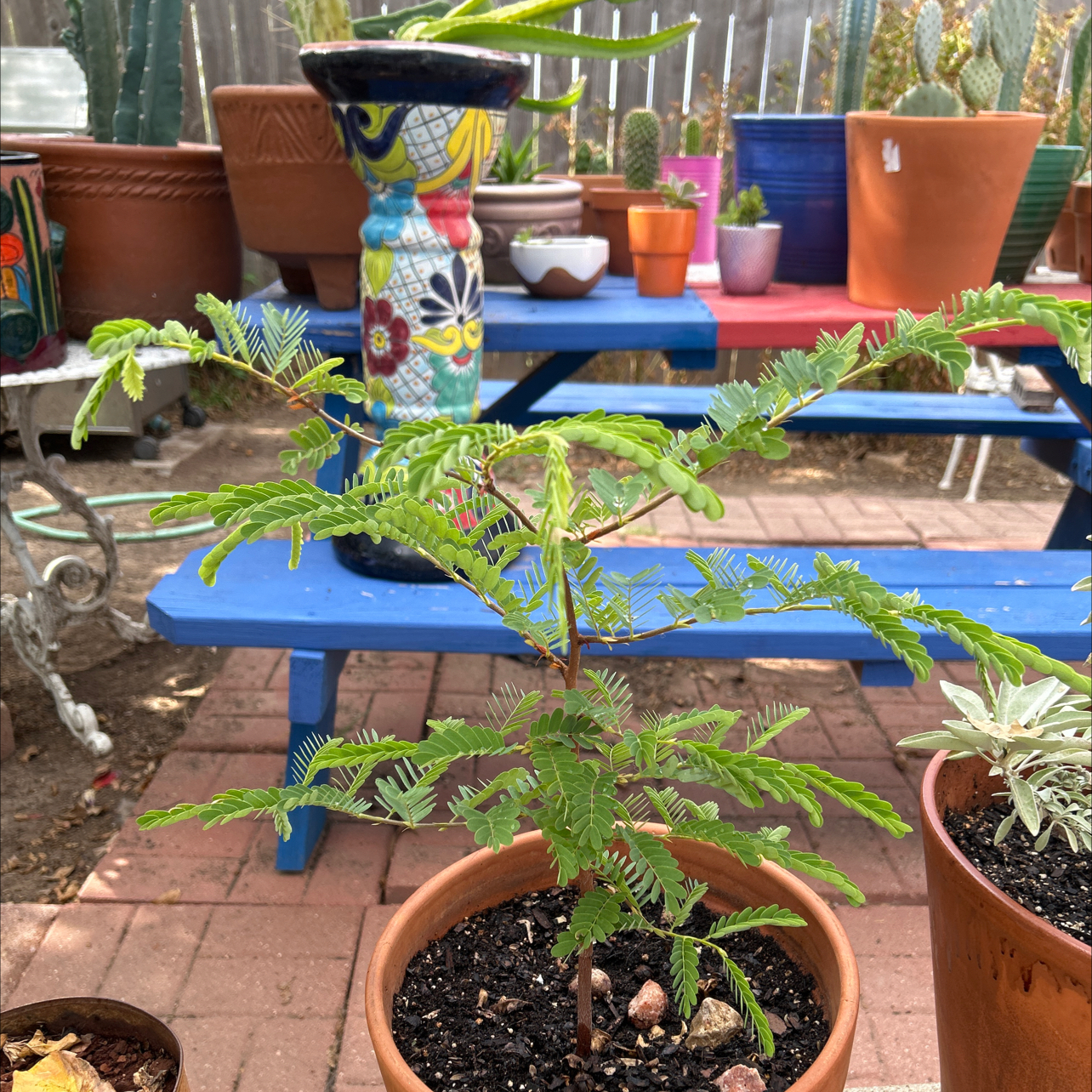 Young Tamarind plant in a terracotta pot with green leaves, surrounded by other potted plants.