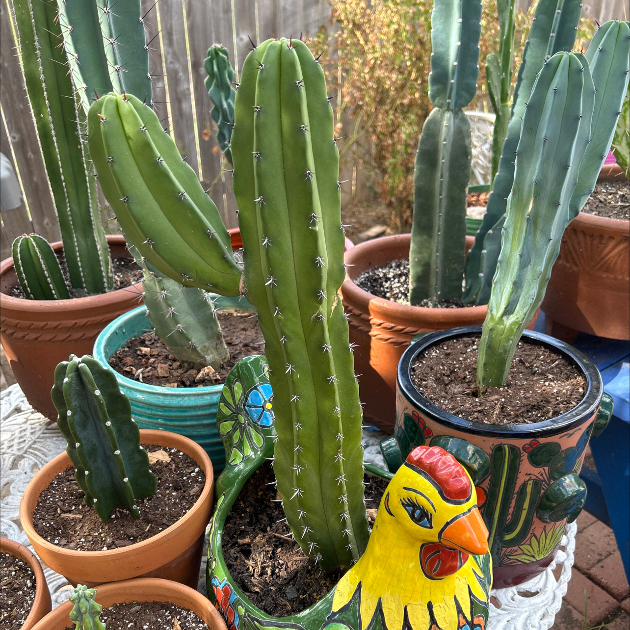 Multiple cacti in pots, with a tall green cactus (Polaskia chichipe) in the center.
