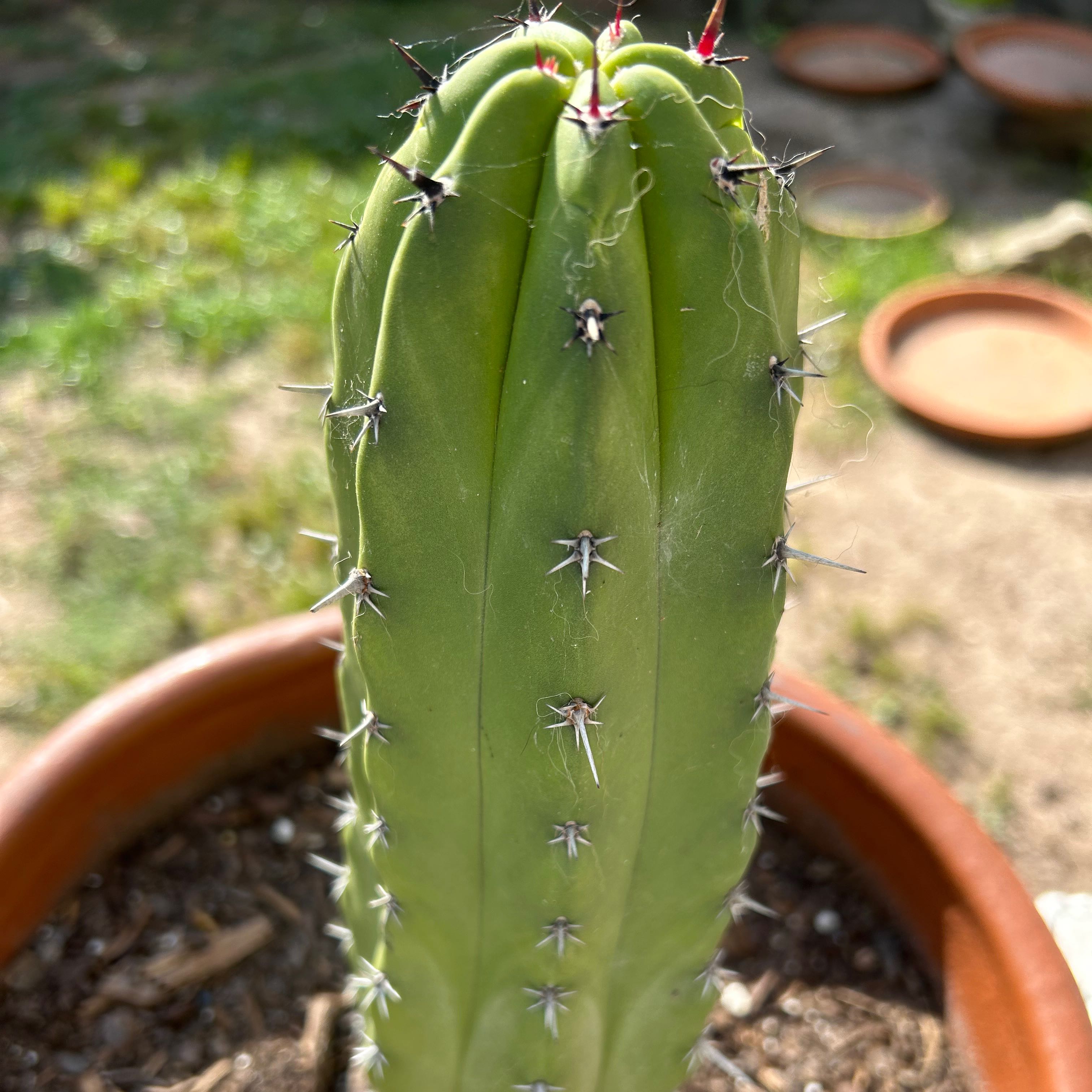 Healthy Polaskia chichipe cactus in a terracotta pot with visible soil.