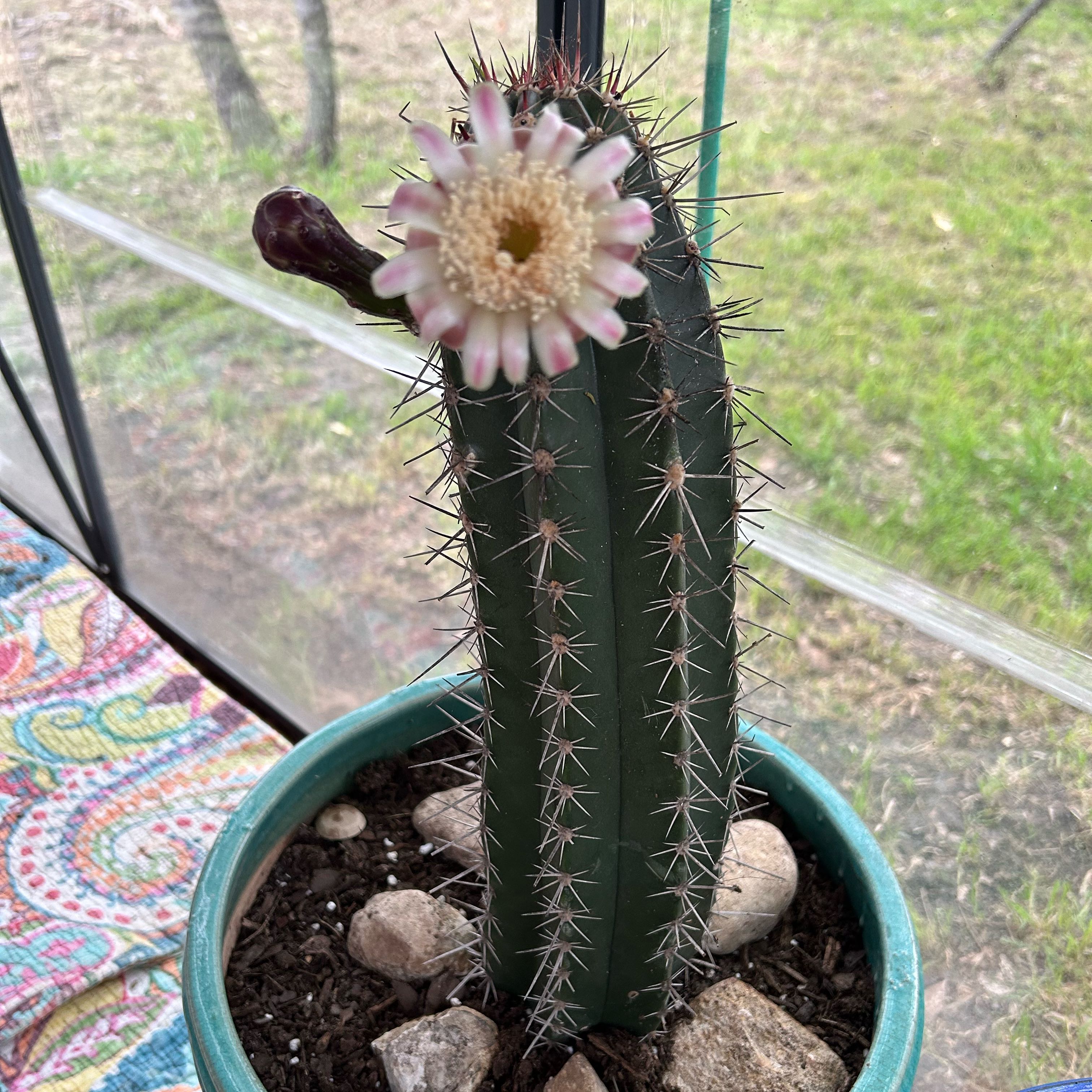 Photo of the plant species Mexican Organ Pipe by @ContentGuasca named Robert Plant on Greg, the plant care app