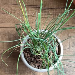 Wild Chives plant