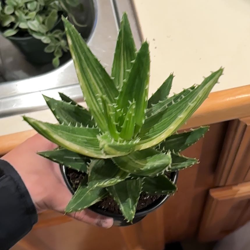 Photo of the plant species Variegated Aloe Nobilis by @DaintyRubberfig named Sherlock on Greg, the plant care app