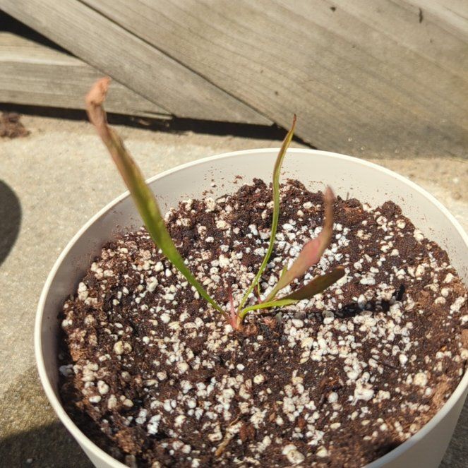 Photo of the plant species Juthatip Soper Pitcher Plant by @QualityCamphor named Ash on Greg, the plant care app