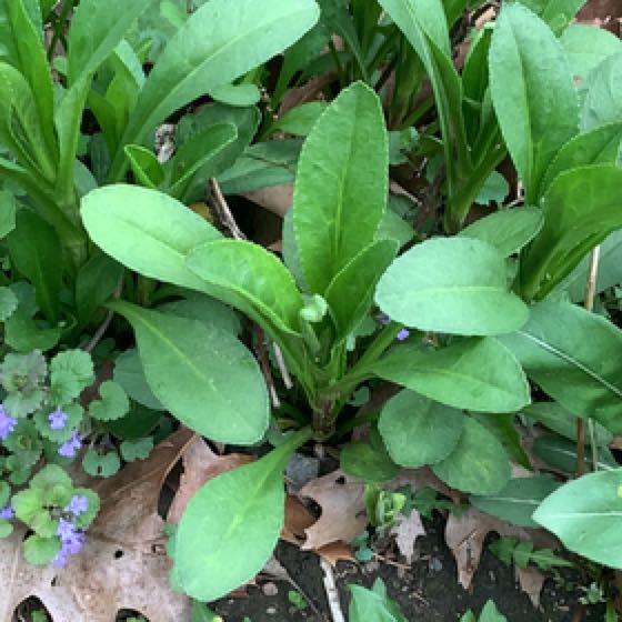 Photo of the plant species Devilsbit by @LusciousCatnip named Sanders on Greg, the plant care app