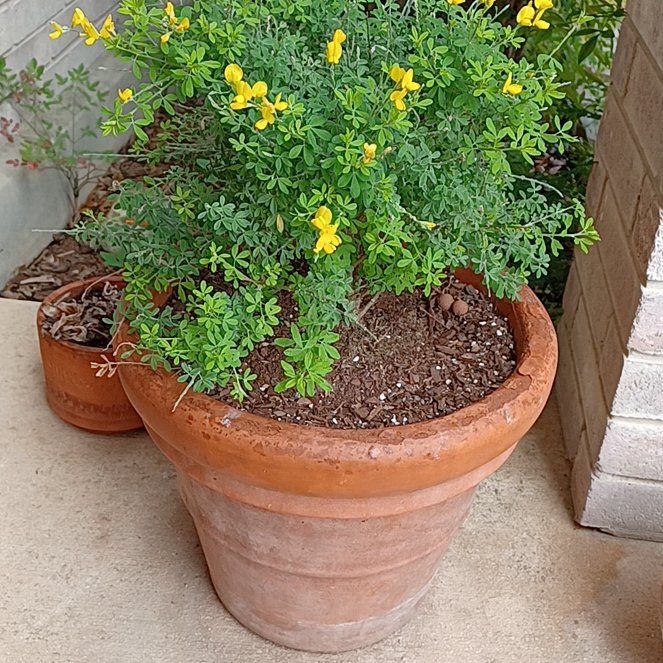 Photo of the plant species sweet broom by @BigCarrotwood named Maya on Greg, the plant care app