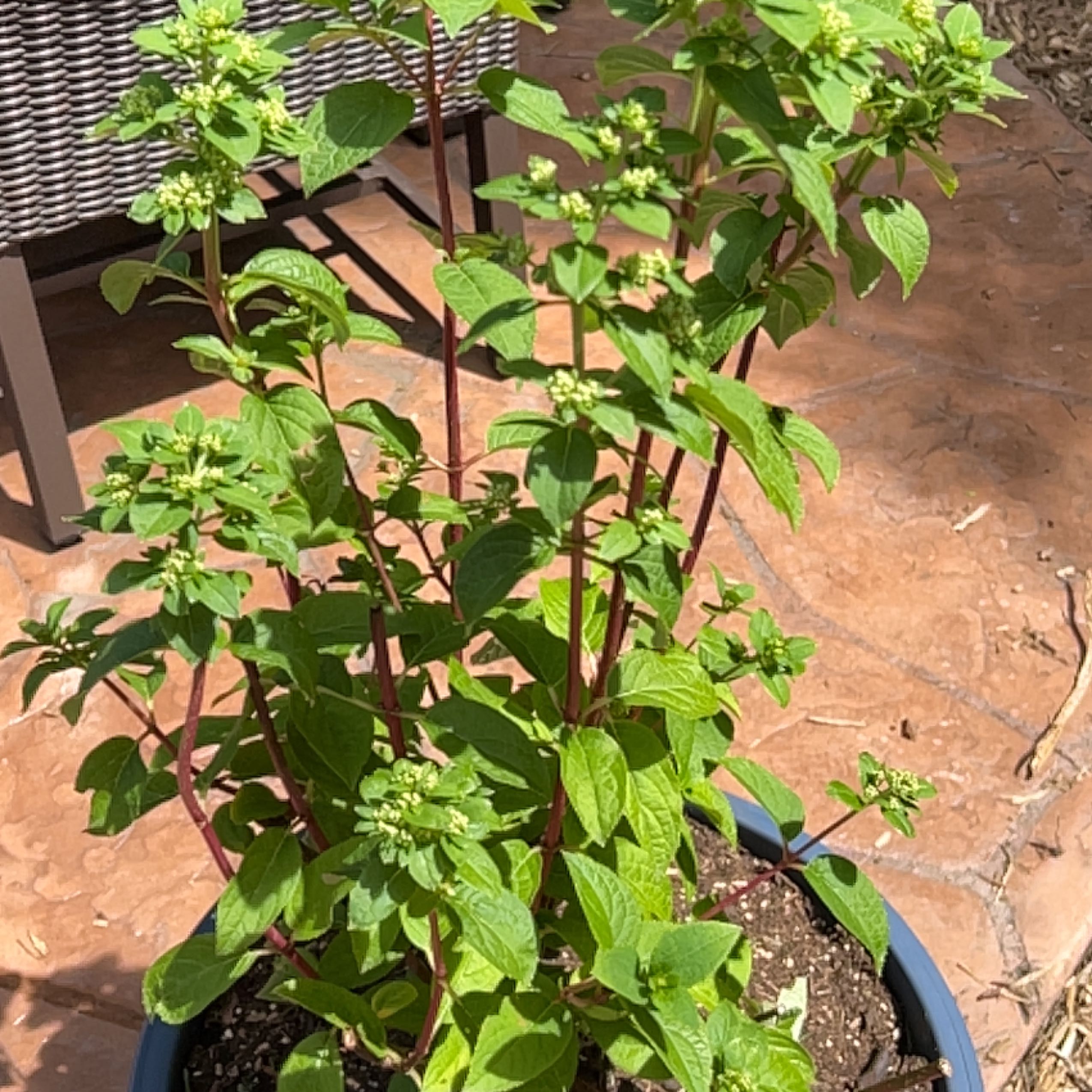 Photo of the plant species quan yuan xiu qiu by @NimbleOmnom named Terra on Greg, the plant care app