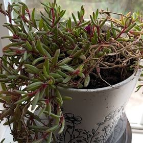 Photo of the plant species Jewel of Desert Rosequartz Ice Plant by @CulturedMangeao named Jesinia on Greg, the plant care app