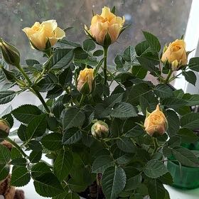 Photo of the plant species Mini Rose by @CulturedMangeao named Belle on Greg, the plant care app