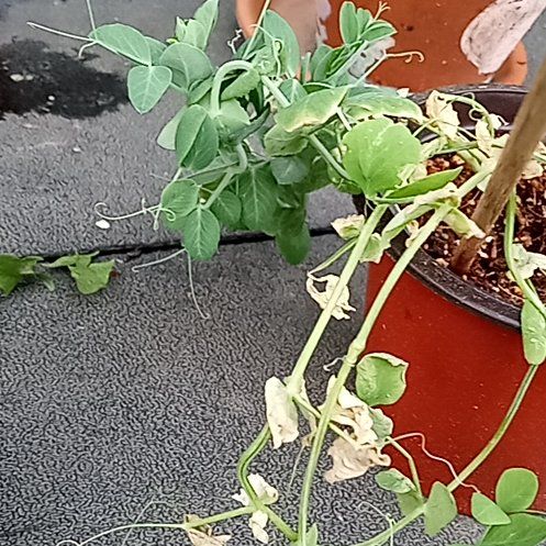 Photo of the plant species Pea sprout by @DivineBalsam named Spike Leaves on Greg, the plant care app