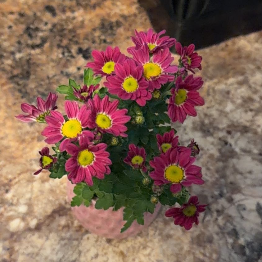 Photo of the plant species Giant Crego Aster by @WiredBluegiant named Keanu Leaves on Greg, the plant care app