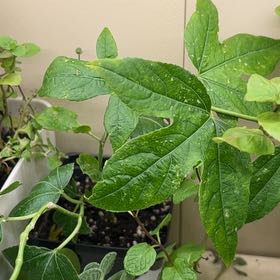 Photo of the plant species Passion Flower by @ZestyCarobtree named Mollie on Greg, the plant care app