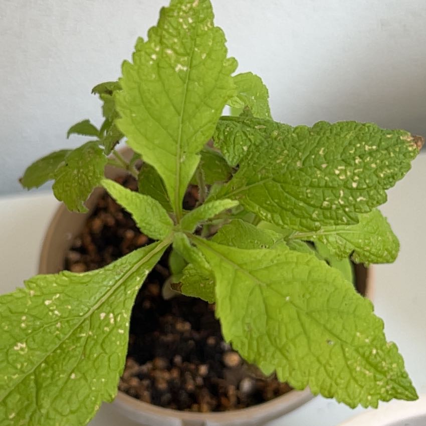 Photo of the plant species Joe Pye Weed by @ZestyCarobtree named Harmony on Greg, the plant care app