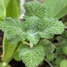 Photo of the plant species Horehound by @ZestyCarobtree named Sol on Greg, the plant care app
