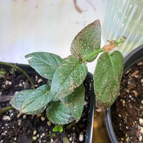 Photo of the plant species Virginia Mountain Mint by @ZestyCarobtree named Foxxy on Greg, the plant care app