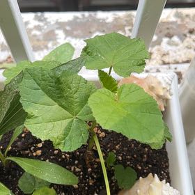 Photo of the plant species Marsh Mallow by @ZestyCarobtree named Shakira on Greg, the plant care app