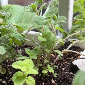 Photo of the plant species Za'atar by @ZestyCarobtree named Lebron on Greg, the plant care app