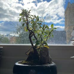 Snowrose plant