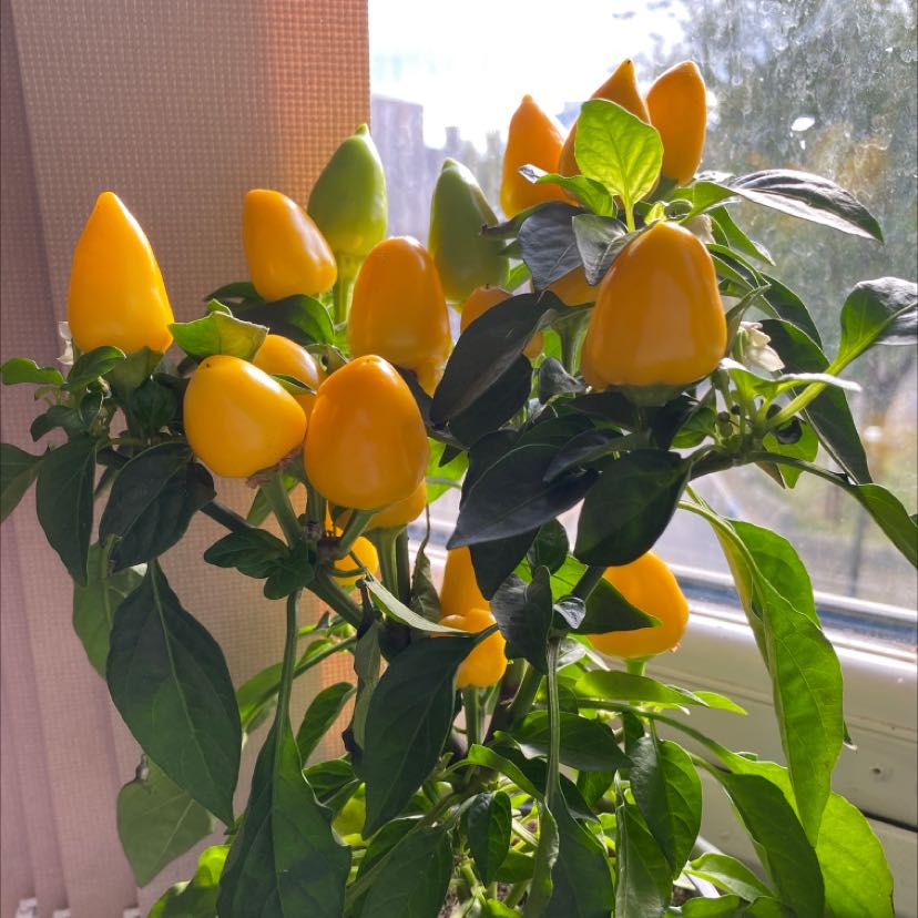 Photo of the plant species Pepper Plant by Rebecca named Spicy on Greg, the plant care app
