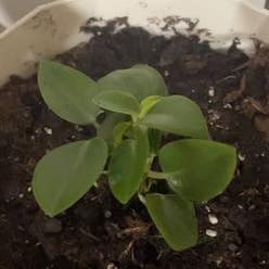 Teardrop Peperomia plant
