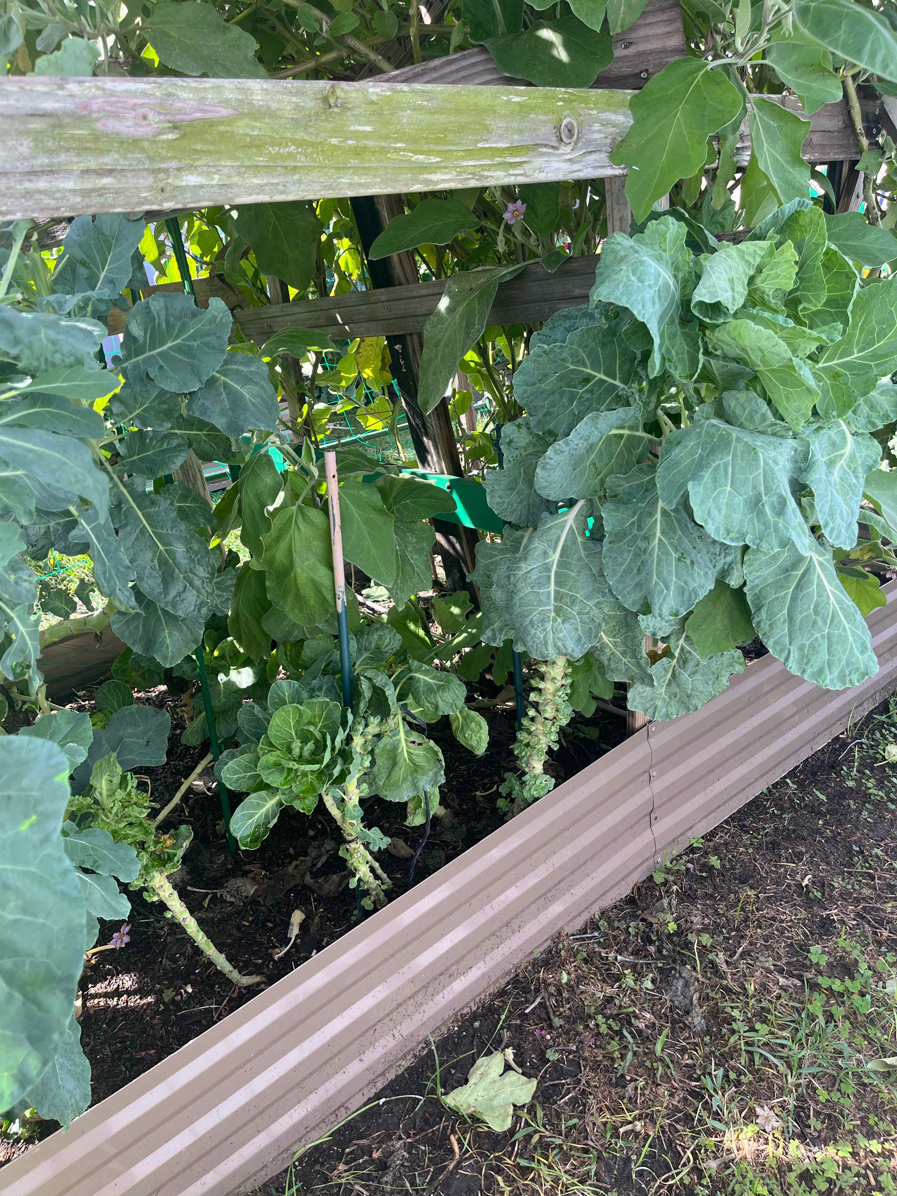 Garden bed with healthy Brussels sprout plants with large green leaves.