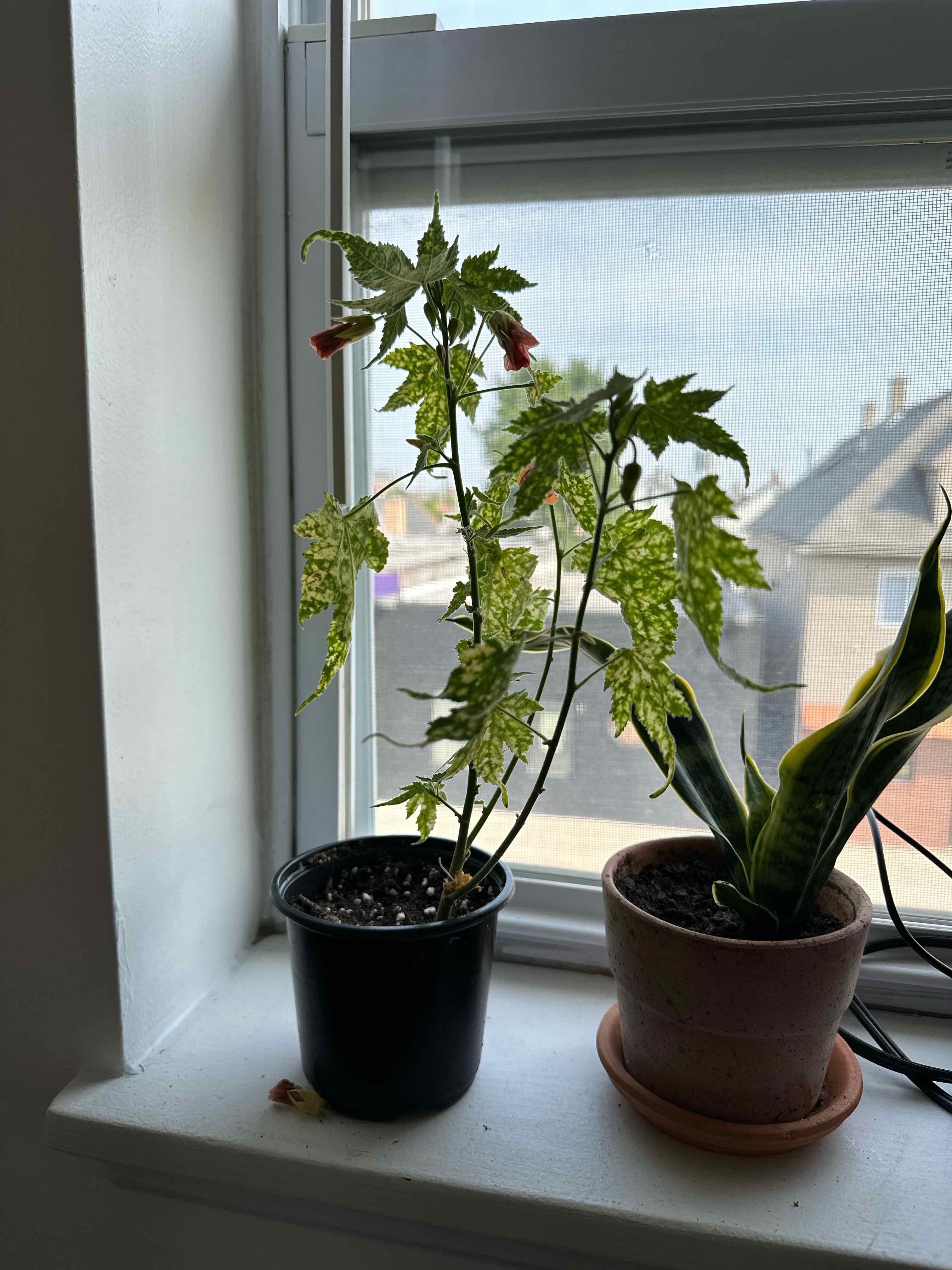 Abutilon Pictum plant with variegated leaves on a windowsill next to another potted plant.