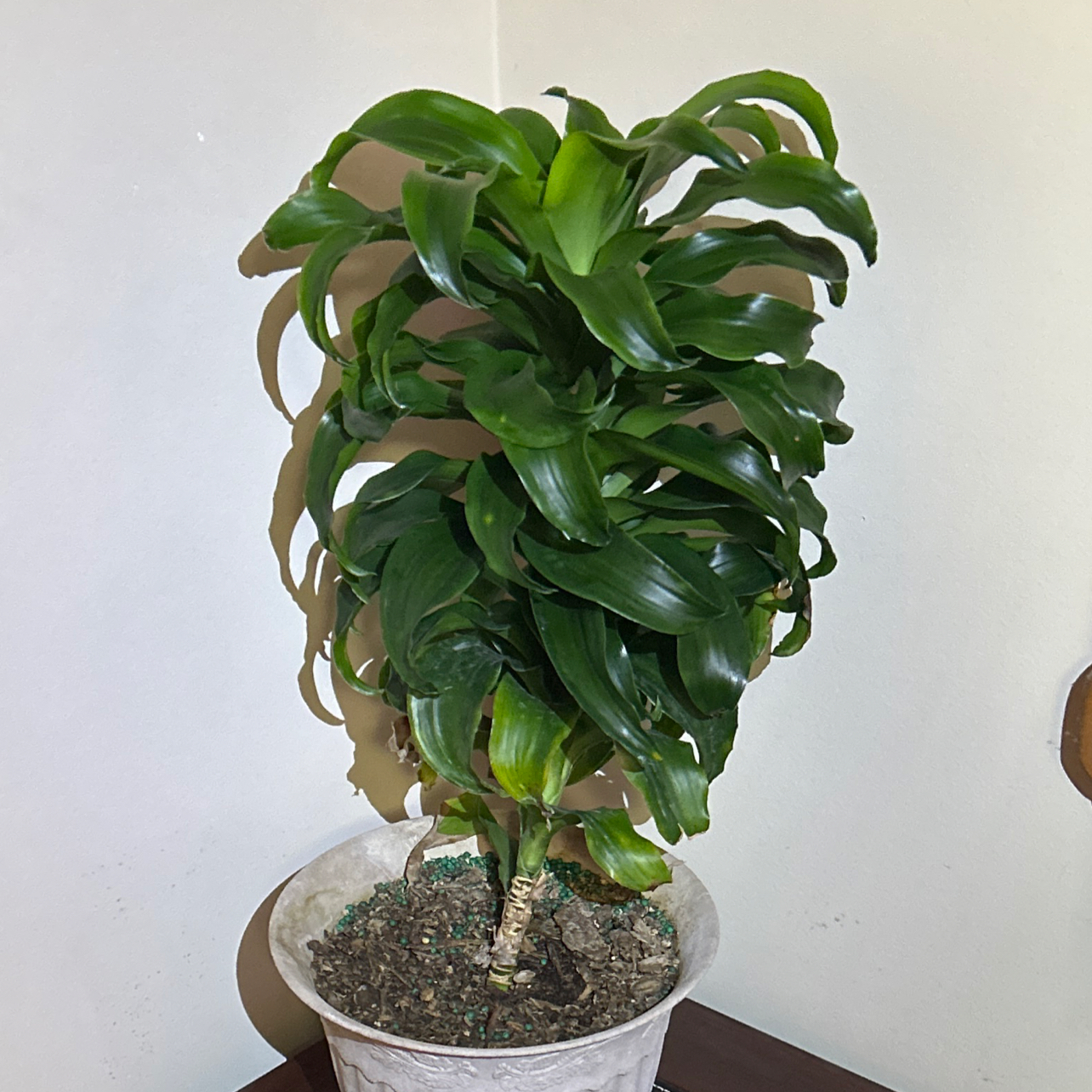A healthy Twister plant in a pot with visible soil, well-framed and centered.
