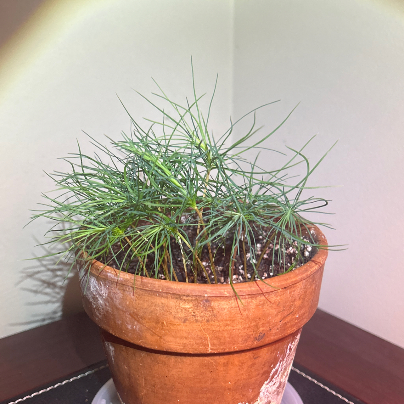 Photo of the plant species Black Pine by @FitPickleplant named Black Pine (2) on Greg, the plant care app