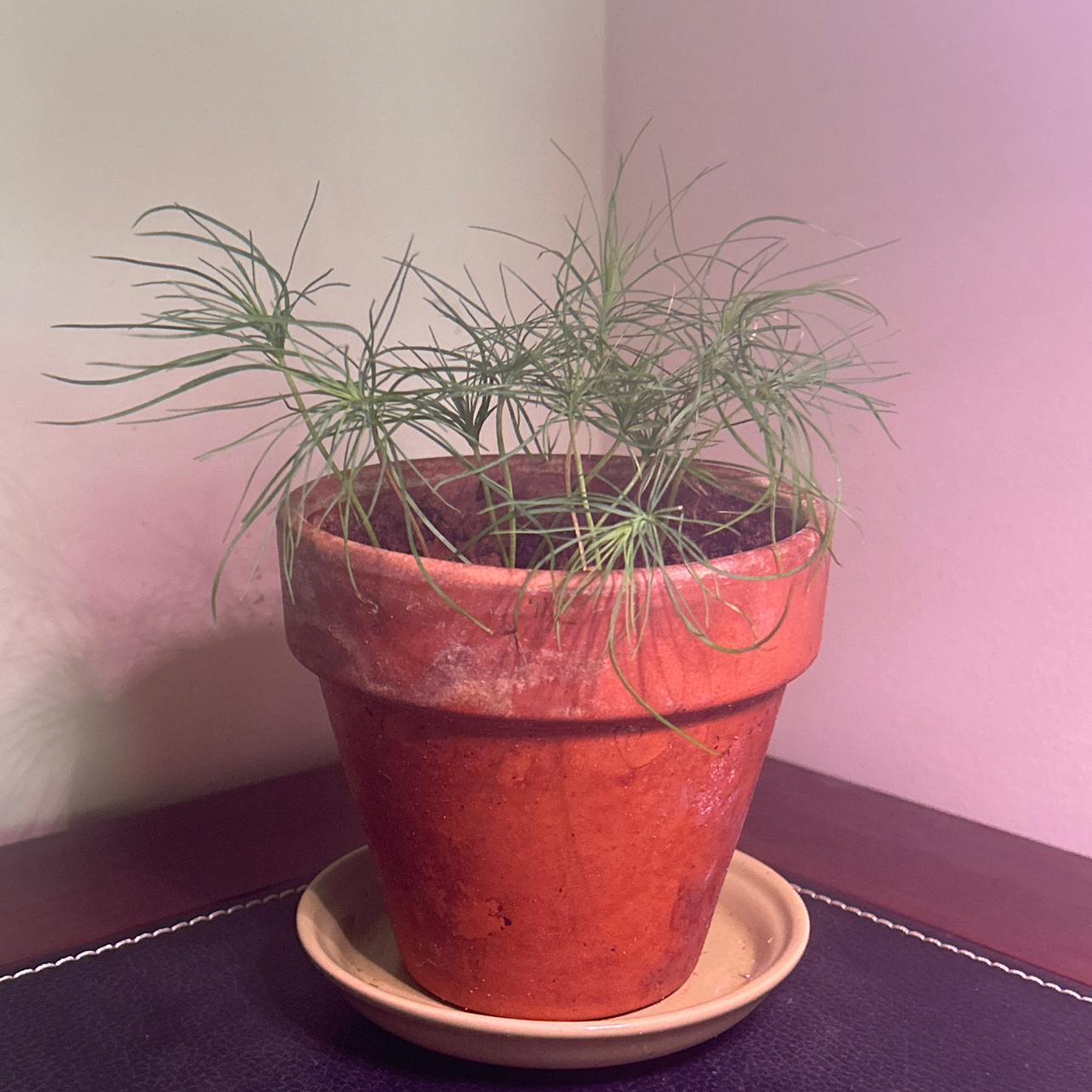 Photo of the plant species Black Pine by @FitPickleplant named Black Pine (1) on Greg, the plant care app