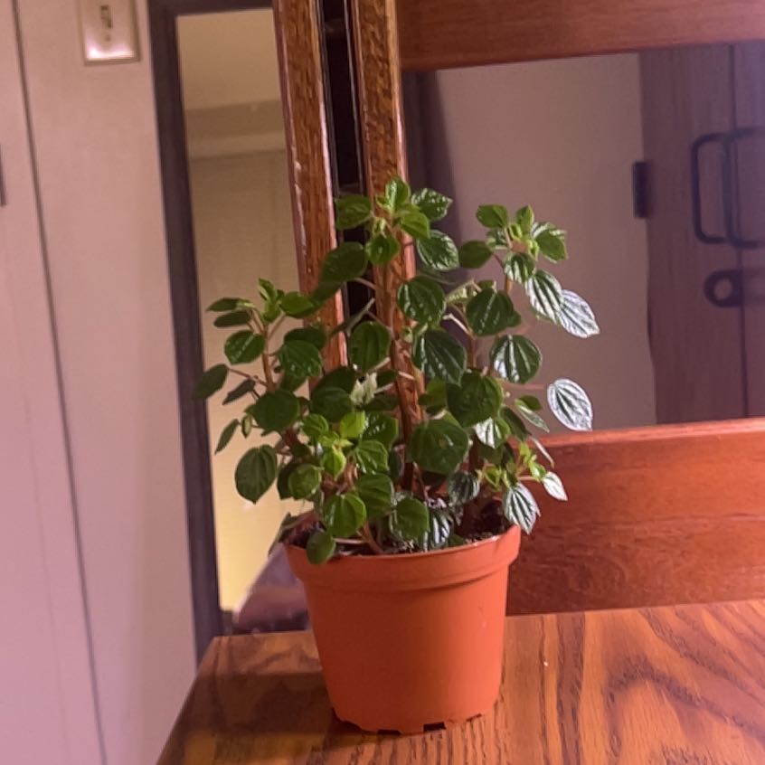 Photo of the plant species Peperomia meridiana by @FitPickleplant named Peperomia Meridiana on Greg, the plant care app