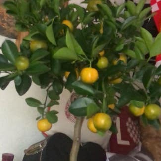 Meyer Lemon Tree plant in Somewhere on Earth