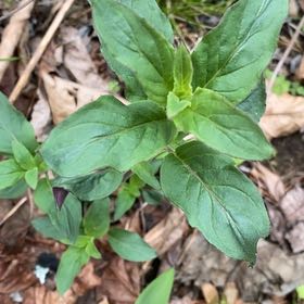 Photo of the plant species Mint by @OrnamentalBlue named James Dean on Greg, the plant care app