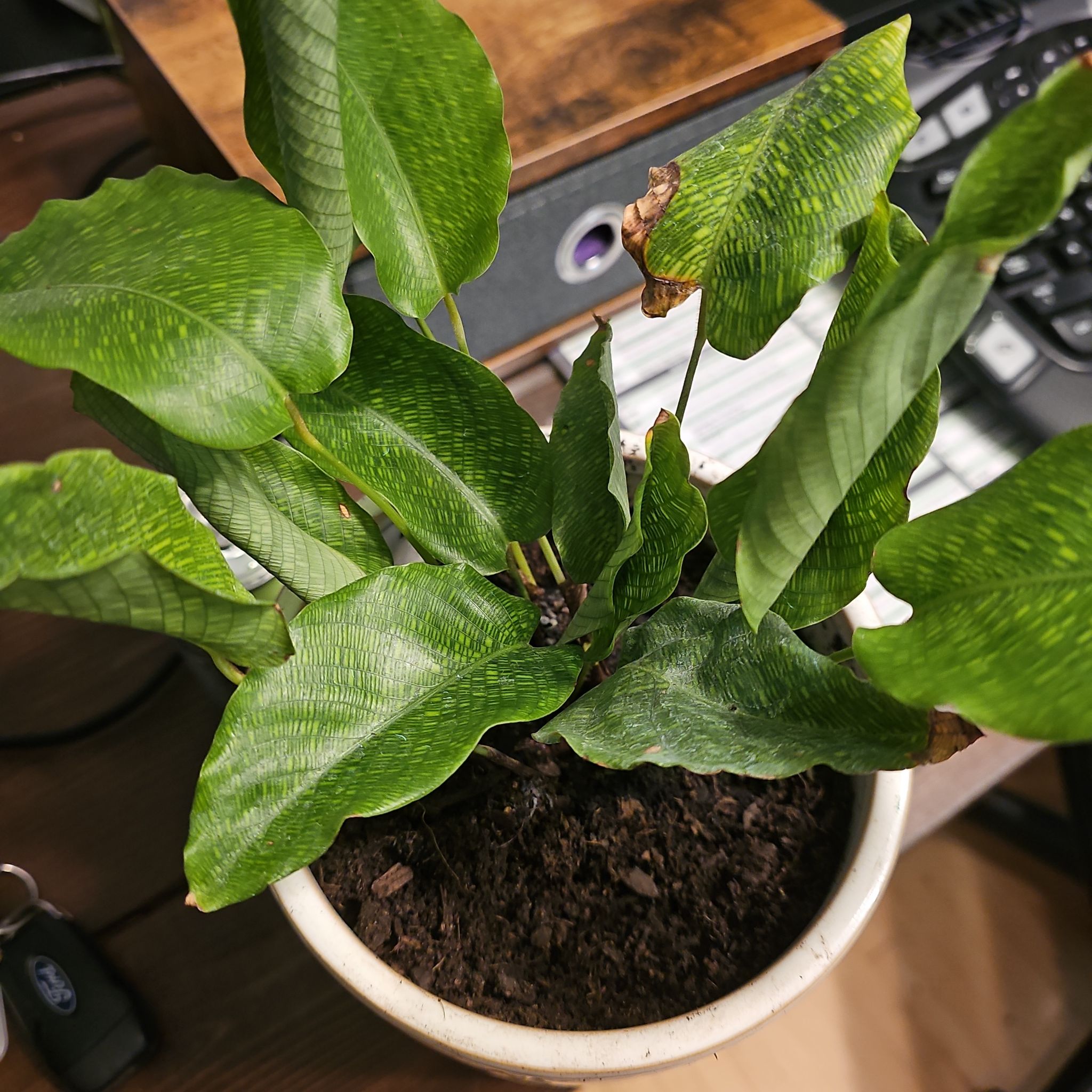 Photo of the plant species Network Prayer Plant by @LightBogarum named Thea on Greg, the plant care app
