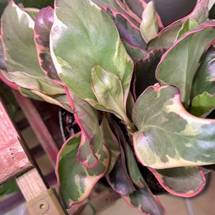 Photo of the plant species Peperomia 'Ginny' by @WizardDevilsfig named McKinley on Greg, the plant care app