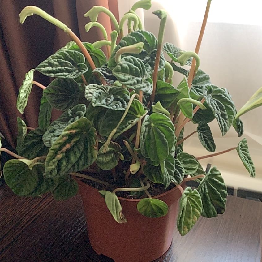 Photo of the plant species peperomia lilian by @OptimistTaro named Peter Parker on Greg, the plant care app
