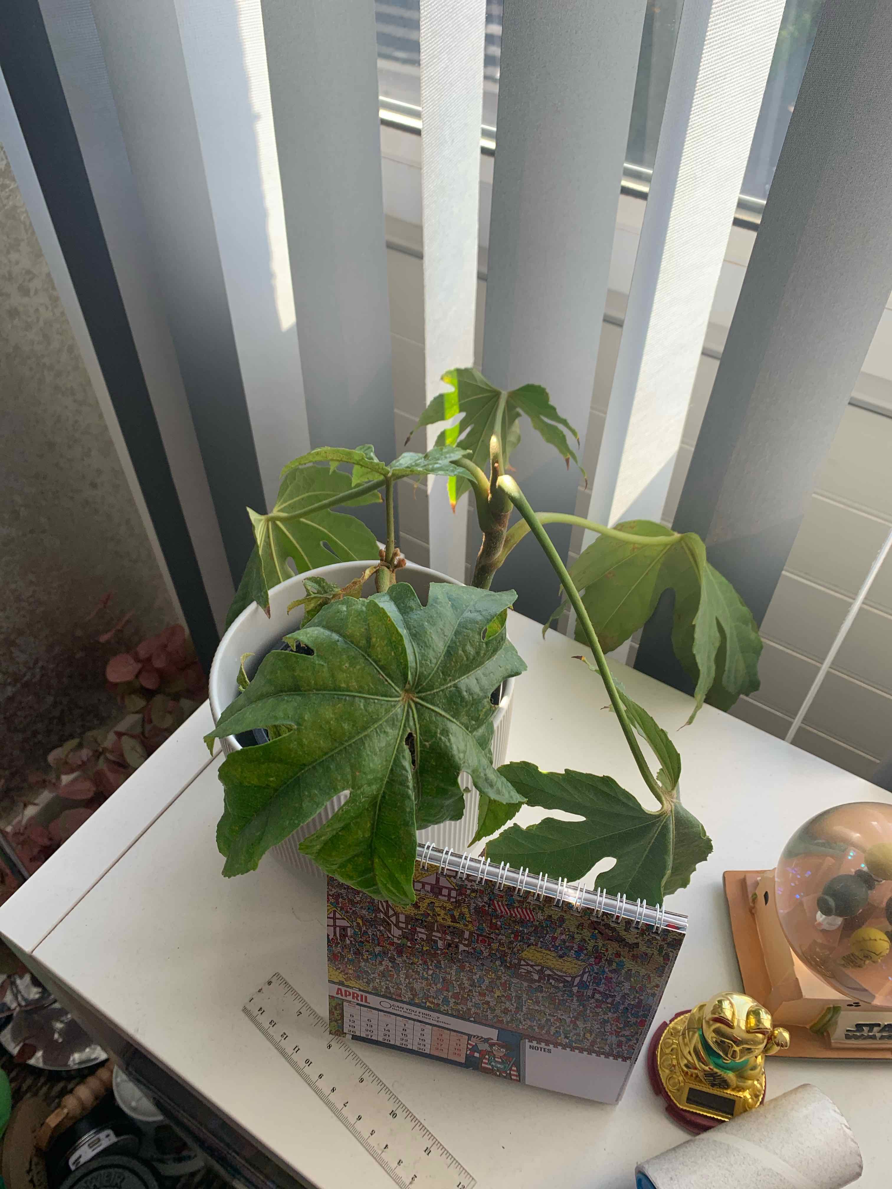 Fatsia plant in a white pot on a white surface near a window, with some drooping leaves.