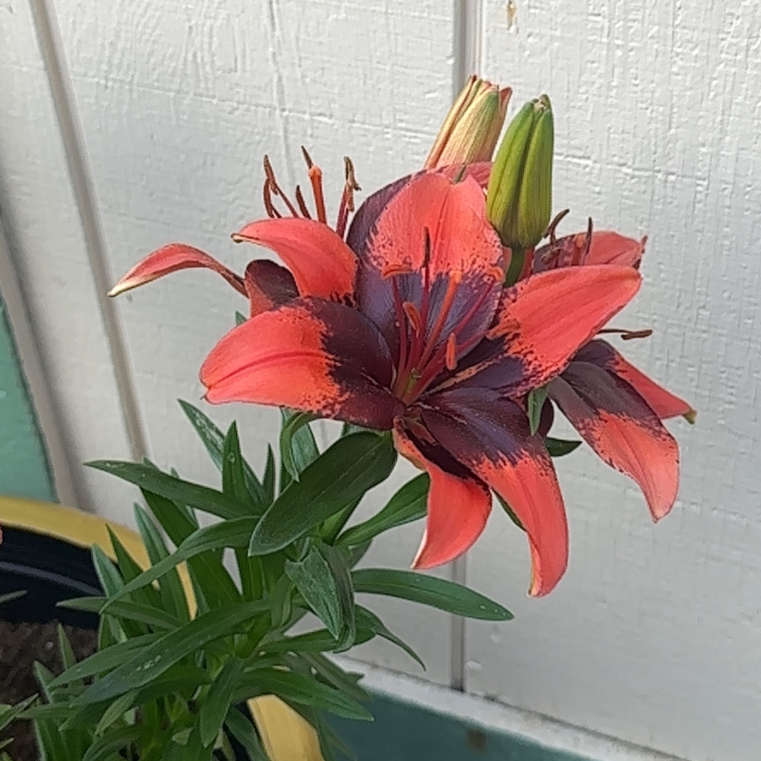 Photo of the plant species Lilium ‘Tiny Toons’ by @BustlingPuka named Daphne on Greg, the plant care app