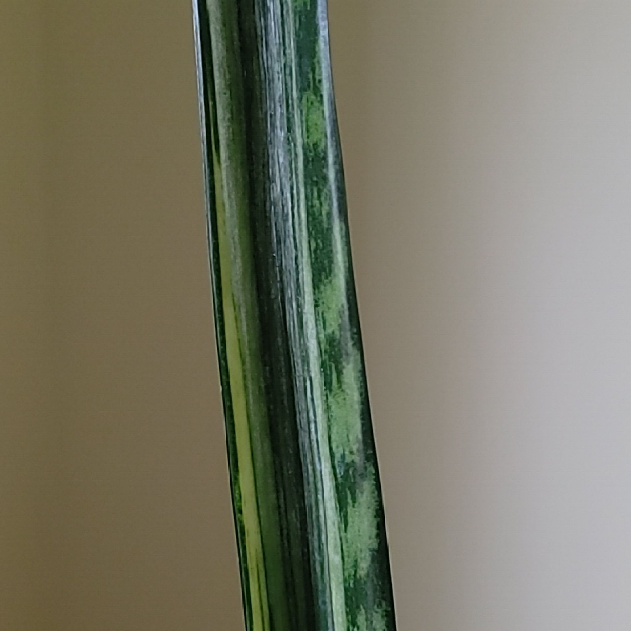 Close-up of a healthy White Sansevieria leaf.