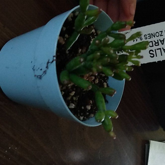 Photo of the plant species Rhipsalis Floccosa by @AcclaimedMakura named Kyle on Greg, the plant care app