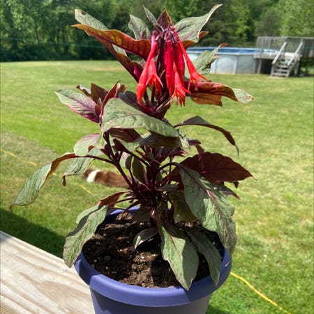 Photo of the plant species fuchsia firecracker by @HappyRedpalulu named Billy the Plant on Greg, the plant care app