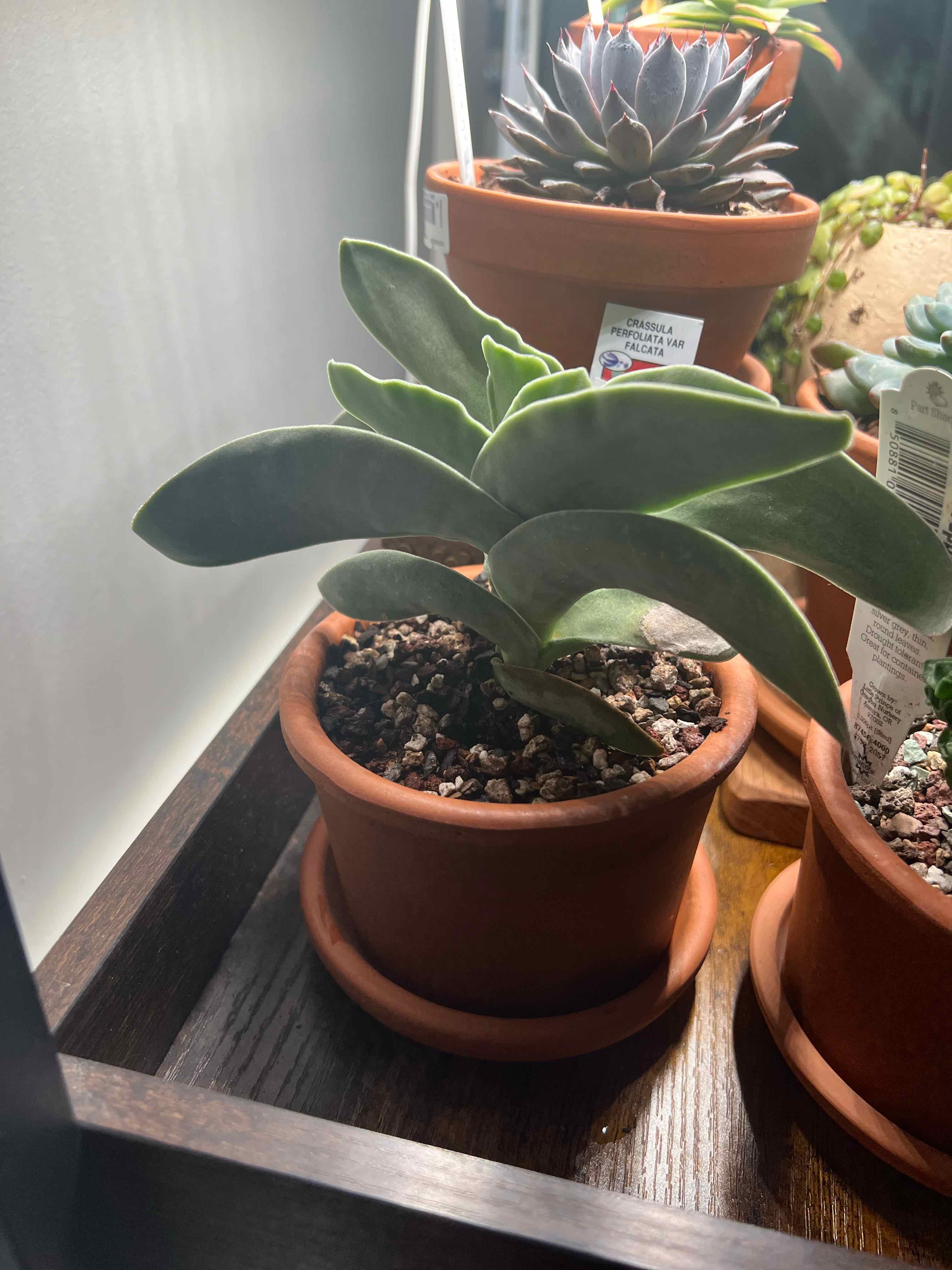 Propeller Plant in a terracotta pot with visible soil and healthy green leaves.