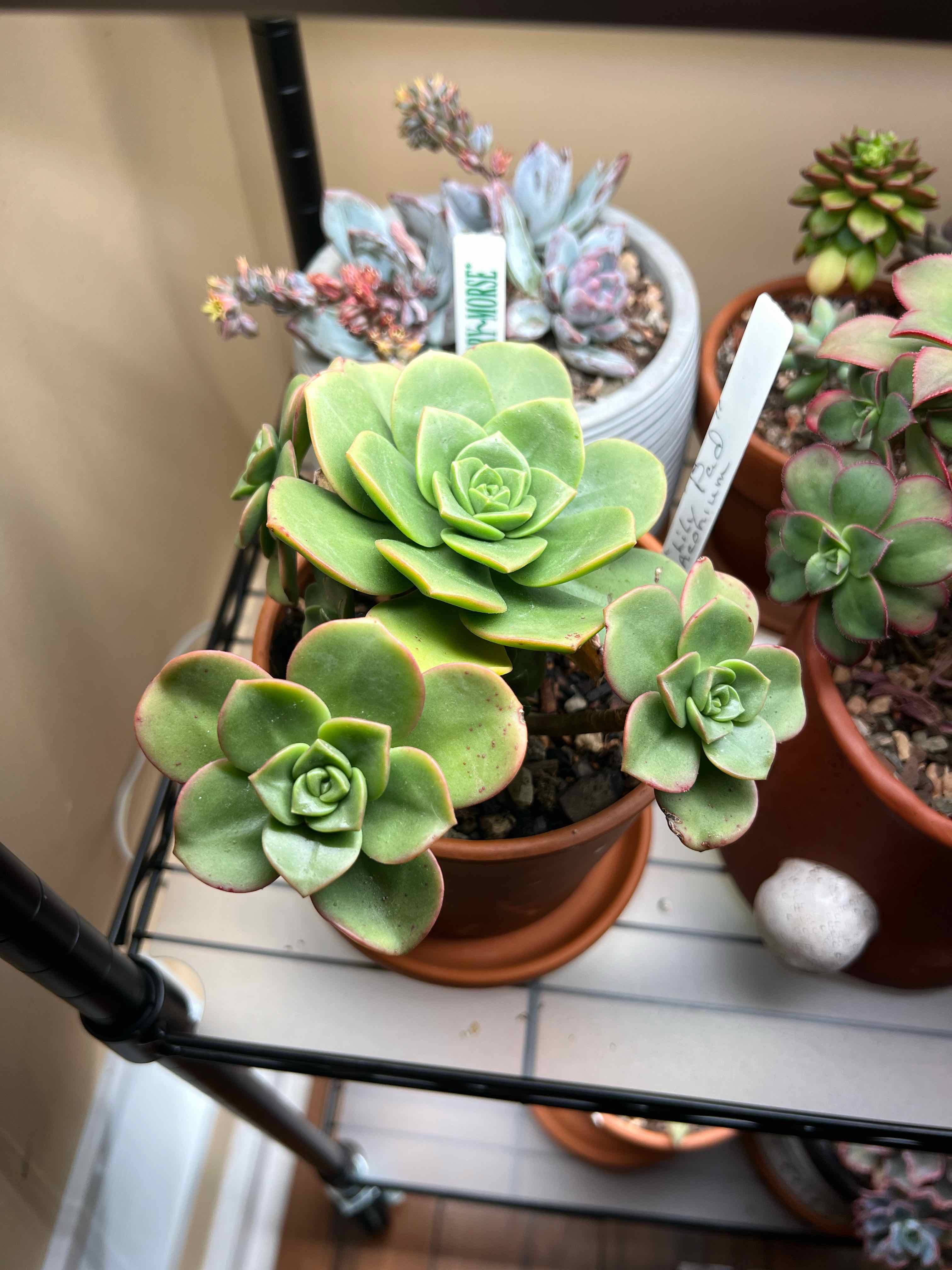 Aeonium 'Lily Pad' plant with green leaves in a pot, well-framed and healthy.